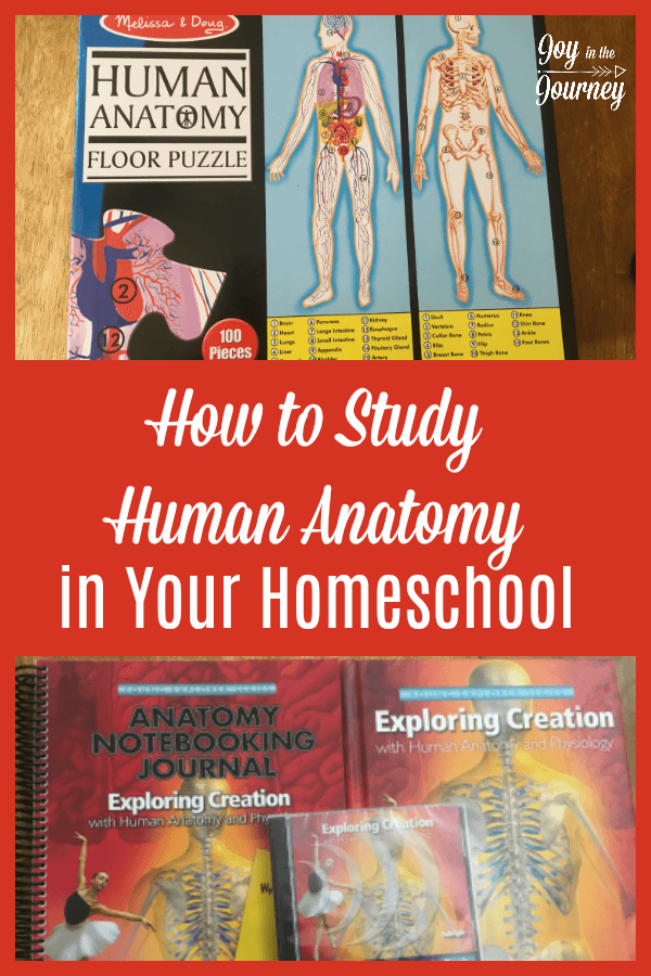 Do you plan on studying human anatomy in your homeschool? Maybe you’re wondering what resources to use? I am sharing what we plan on using for human anatomy in our homeschool and what we’ve learned from studying it in the past.